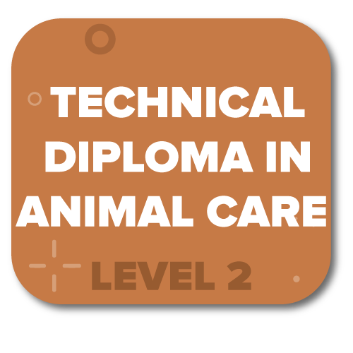 Click here for Technical Diploma in Animal Care Level 2