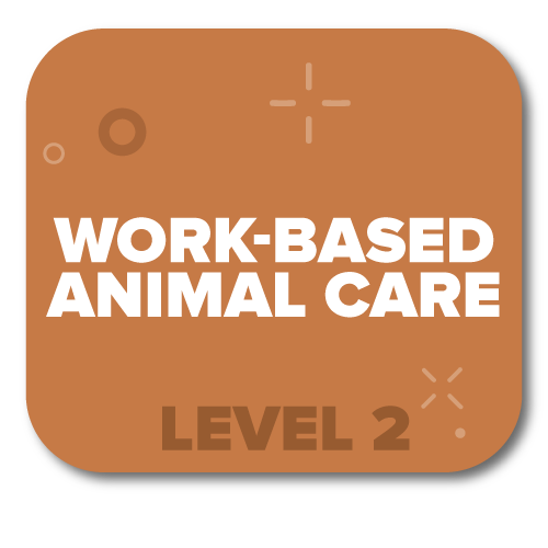 Click here for Work Based Animal Care Level 2